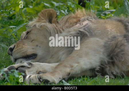 Lion asleep after a big feed Stock Photo