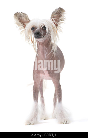 Chinese crested dog Stock Photo