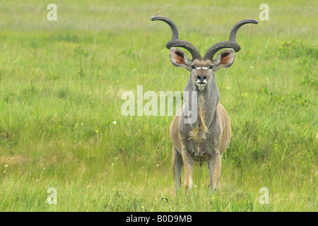Kudu Greater Tragelaphus strepsiceros Kudu African mammal spiral horned antelope solitary bachelor groups small family groups br Stock Photo