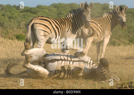 A stallion Burchells Zebra, Equus burchelli, rolls in the dust to rid itself of ticks and parasites. Stock Photo