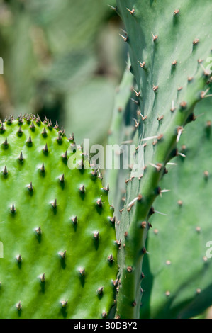 detail of nopal cactus in a mexican cacti