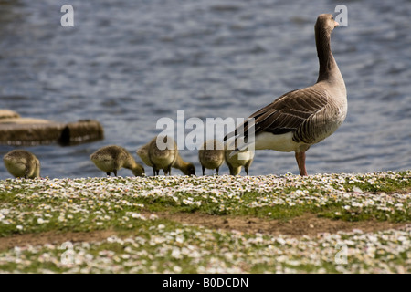 Toulouse Geese with goslings - Wroxham Norfolk Stock Photo