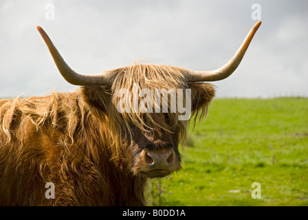 Highland Cow, Orkney Islands, Scotland, UK Stock Photo
