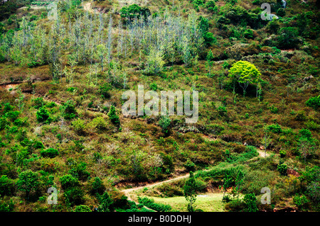 Ooty, one of the beautiful resorts in Tamilnadu, India.  Ooty is popular for it's rare varieties of plants and Tea plantations. Stock Photo