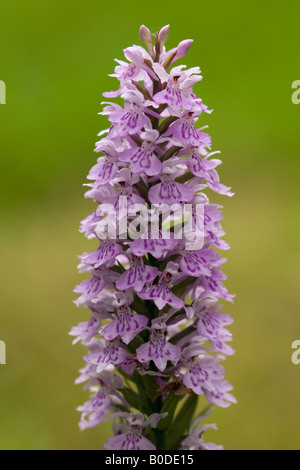 Common Spotted Orchid or, to give it its Latin name, Dactylorhiza fuchsii. A single flower isolated. Stock Photo