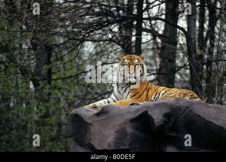 SIBERIAN TIGER AT THE MINNESOTA ZOO IN APPLE VALLEY, MINNESOTA. SUMMER. Stock Photo