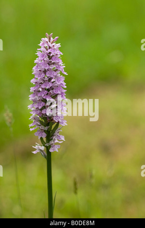 Common Spotted Orchid or, to give it its Latin name, Dactylorhiza fuchsii. A single flower isolated. Stock Photo