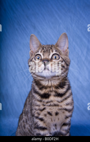 Bengal Cat Headshot Stock Photo
