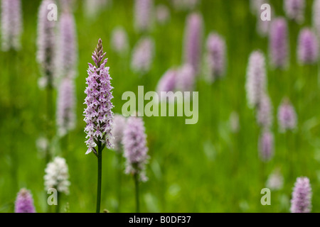 Common Spotted Orchid or, to give it its Latin name, Dactylorhiza fuchsii. A meadow full of flowers. Stock Photo