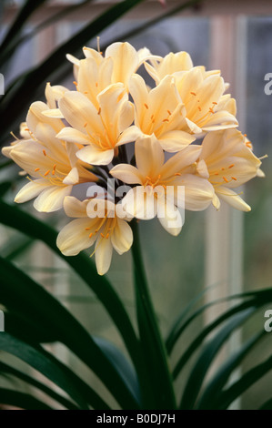 Clivia Miniata var. Citrina (Common name: Bush Lily)