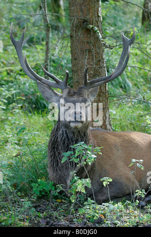Red Deer Stag. Stock Photo