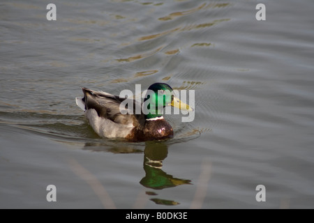 A colorful male mallard duck swims in a pond in Longmont Colorado,  USA Stock Photo