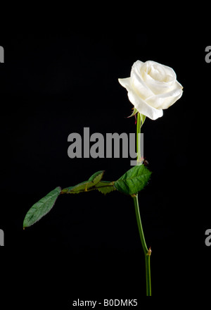 White rose on black background Stock Photo