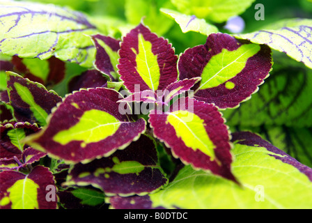 Bright Green and Purple Leafy Coleus Plant in the Sun. Stock Photo