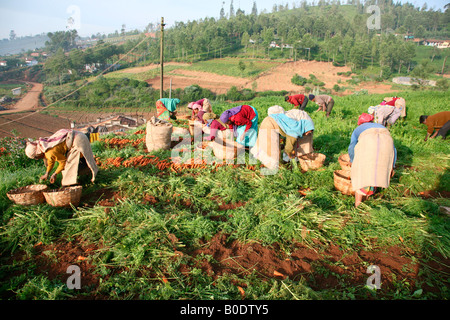 Carrot cultivation in Ooty, Tamil nadu, India Stock Photo