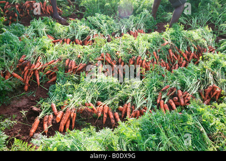 Carrot cultivation in Ooty, Tamil nadu, India Stock Photo