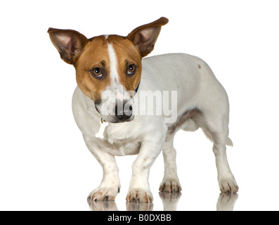 Jack Russell 12 months in front of a white background Stock Photo