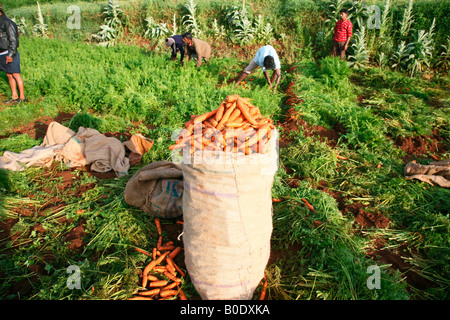 Carrot cultivation in ooty, Tamil nadu, India Stock Photo