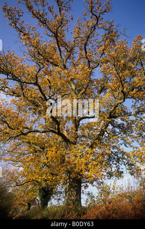 Magnificent common oak Quercus robur with Autumn foliage Stock Photo