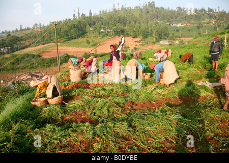 Carrot cultivation in Ooty, Tamil nadu, India Stock Photo