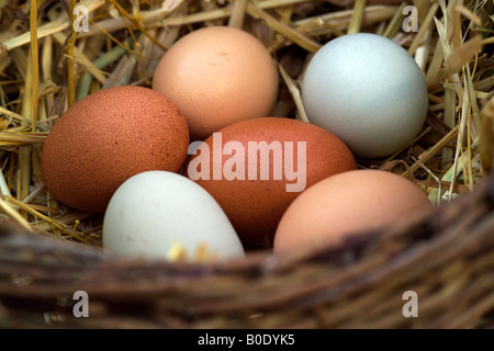 Close up of six organic eggs of different colours on straw in an old wicker basket Stock Photo
