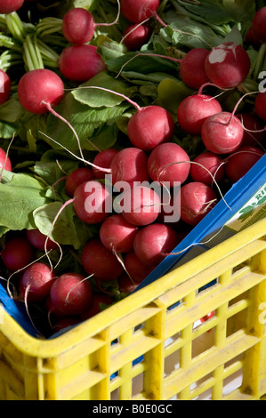 red radishes for sale in market crates, Valencia, Spain Stock Photo