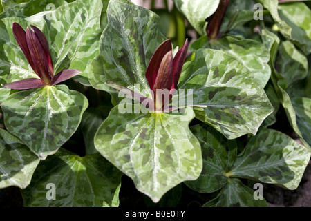 Toadshade or Sessile-flowered wake-robin (Trillium sessile) Stock Photo