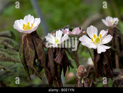 Himalayan May apple (Podophyllum hexandrum) Stock Photo