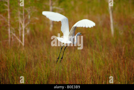 A snowy egret takes flight in a swamp in the Everglades National Park Stock Photo