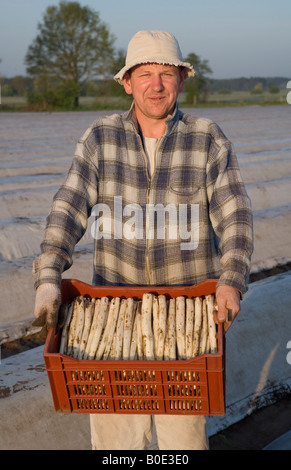 Polish seasonal workers harvesting asparagus Stock Photo
