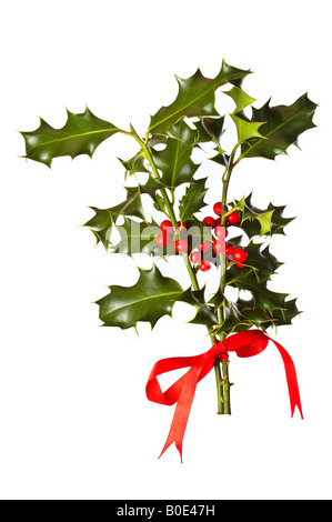 Two branches of real holly with red berries tied with a red ribbon and isolated on a white background Stock Photo