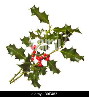 Two branches of real holly with red berries isolated on a white background Stock Photo