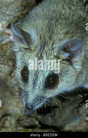 Fat-tailed Dunnart (Sminthopsis crassicaudata) -Australia Stock Photo