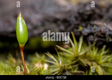 Green Shield Moss (buxbaumia viridis) Stock Photo