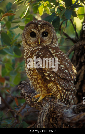 Spotted Owl (Strix occidentalis) Mexican subspecies - Threatened status - Arizona Stock Photo