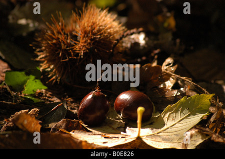 Chestnut Castagna - Friuli Italy Stock Photo