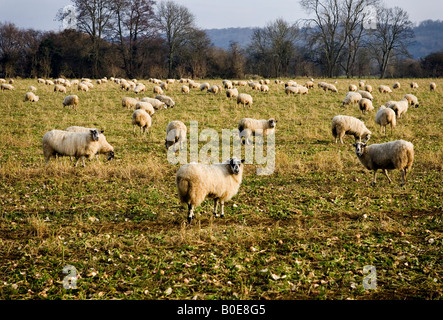 Sheep grazing in fields near Medmenham, Buckinghamshire, England. Stock Photo