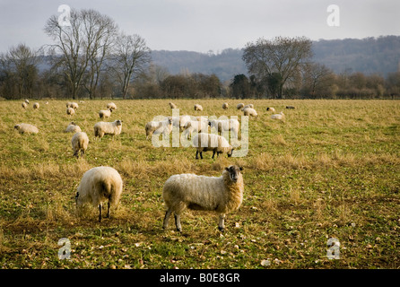Sheep grazing in fields near Medmenham, Buckinghamshire, England. Stock Photo