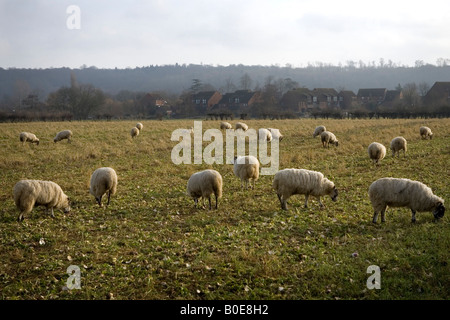 Sheep grazing in fields near Medmenham, Buckinghamshire, England. Stock Photo