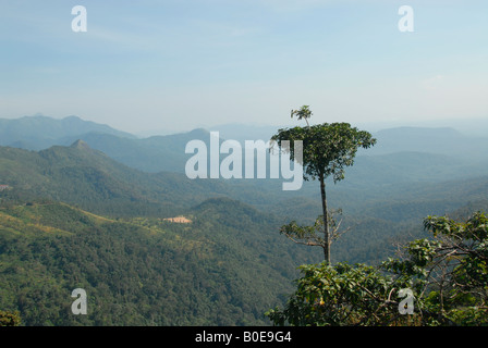 Ponmudi hills,Kerala,India Stock Photo