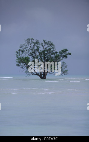 mangrove tree and rising sea levels in Borneo (East Kalimantan) Stock Photo