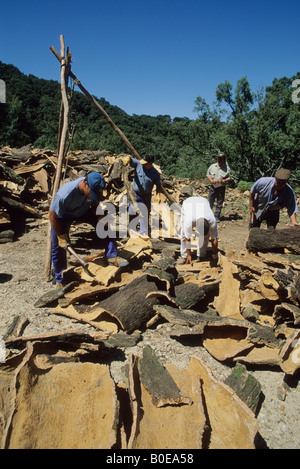 sustainabley harvested cork bark being sorted and graded on the edge of the forest near Algeceras Andalucia Spain Stock Photo