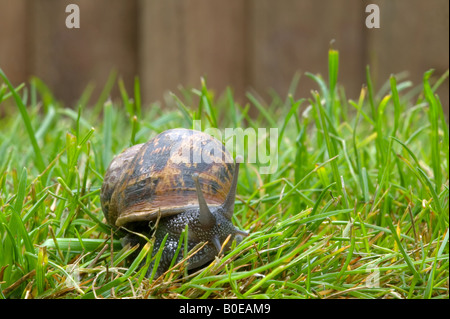 Close up of a garden snail Helix making its way across some grass Stock Photo