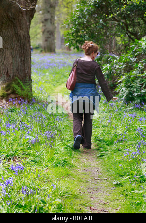 A woman walking away through bluebell woods with a bag over her shoulder. Stock Photo