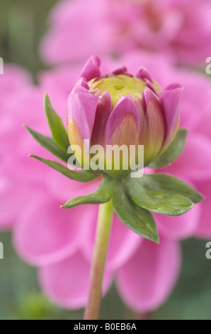 Dahlia 'Serkan' Flower bud.Waterlily group. Stock Photo