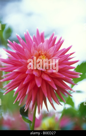 Pink dahlia flower in bloom Stock Photo