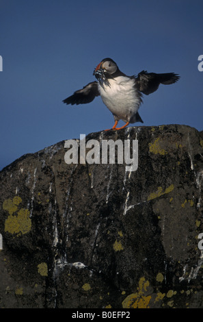 Atlantic Puffin (Fratercula arctica) In flight with sand eels in bill - UK Stock Photo