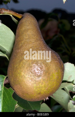 Bosc pear fruit on the tree Stock Photo