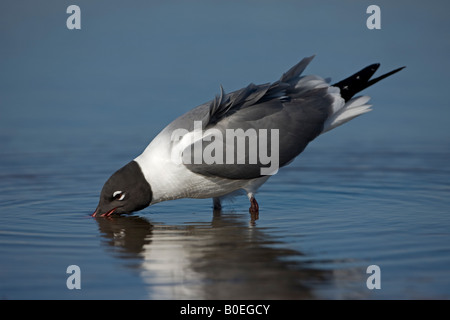 Laughing Gull (Larus atricilla) Adult in Breeding Plumage - Drinking -  On Gulf of Mexico coast Mississippi USA Stock Photo