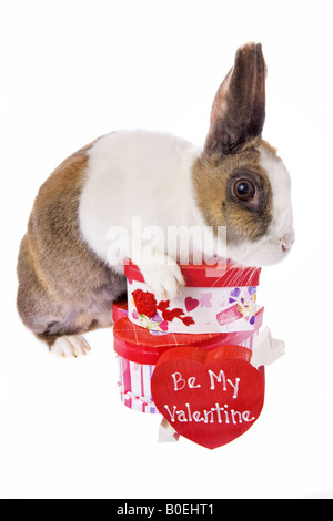 Valentines Day Dutch bunny rabbit with red heart that says Be My Valentine isolated on white background Stock Photo